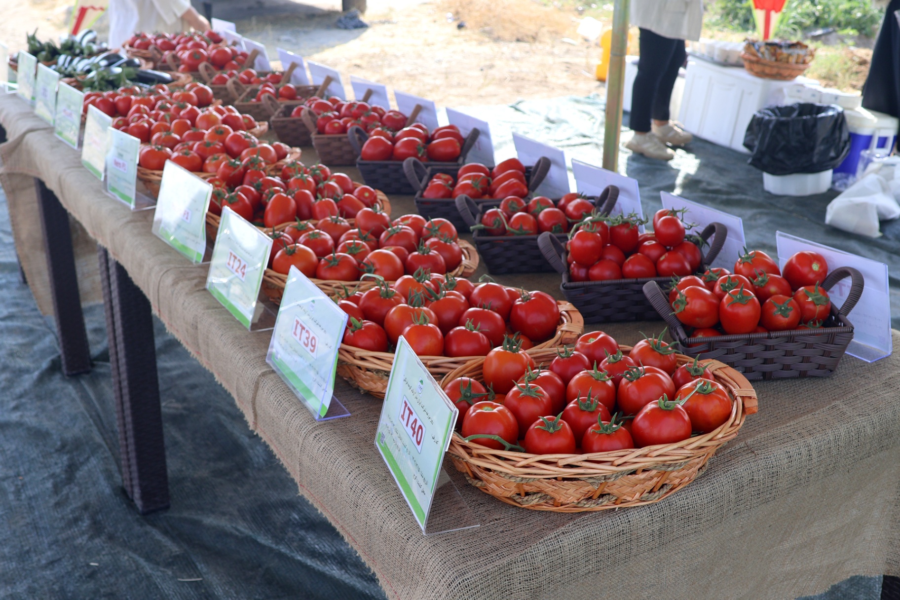 jpeg optimizer IMG 0116