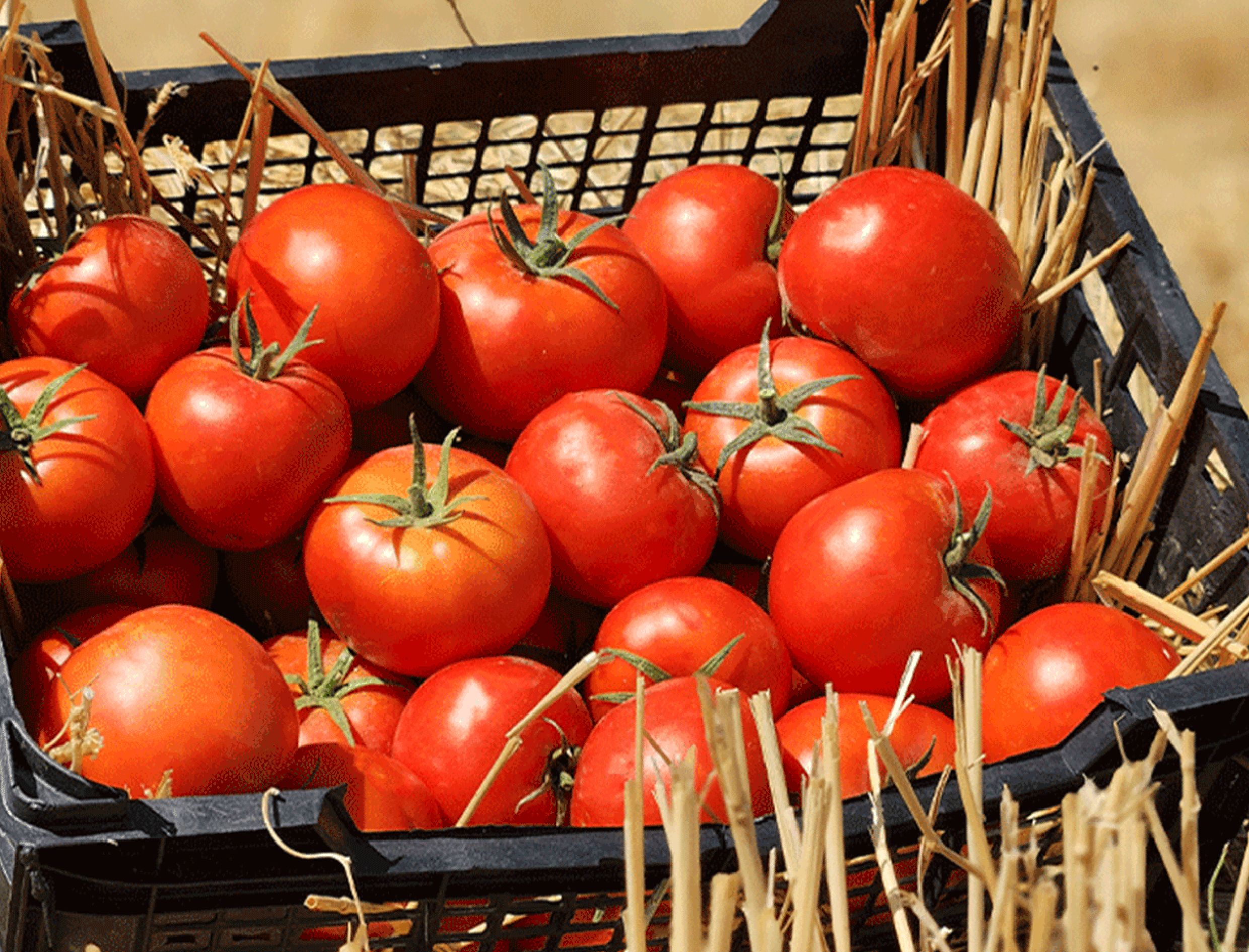 معرفی گیاه گوجه فرنگی